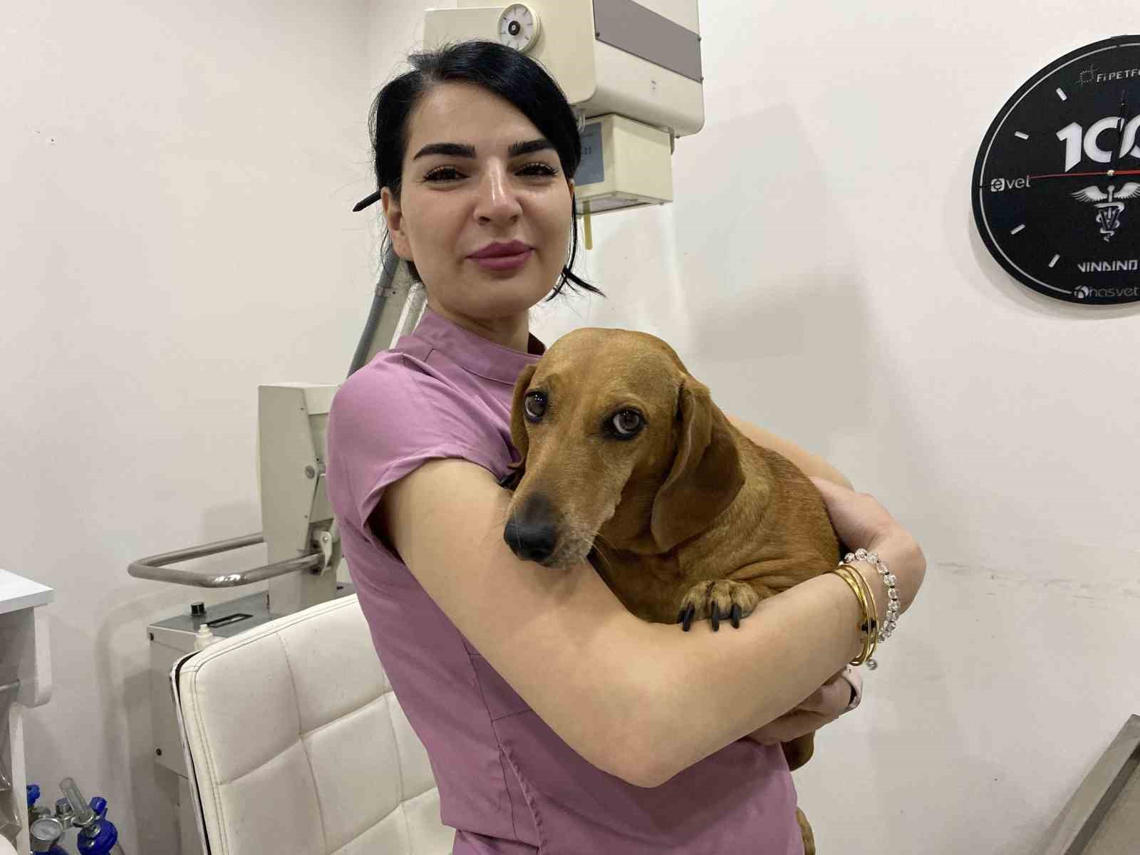 Mevsim ge&ccedil;işlerinde evcil hayvanların sağlığı i&ccedil;in dikkat edilmesi gerekenler
