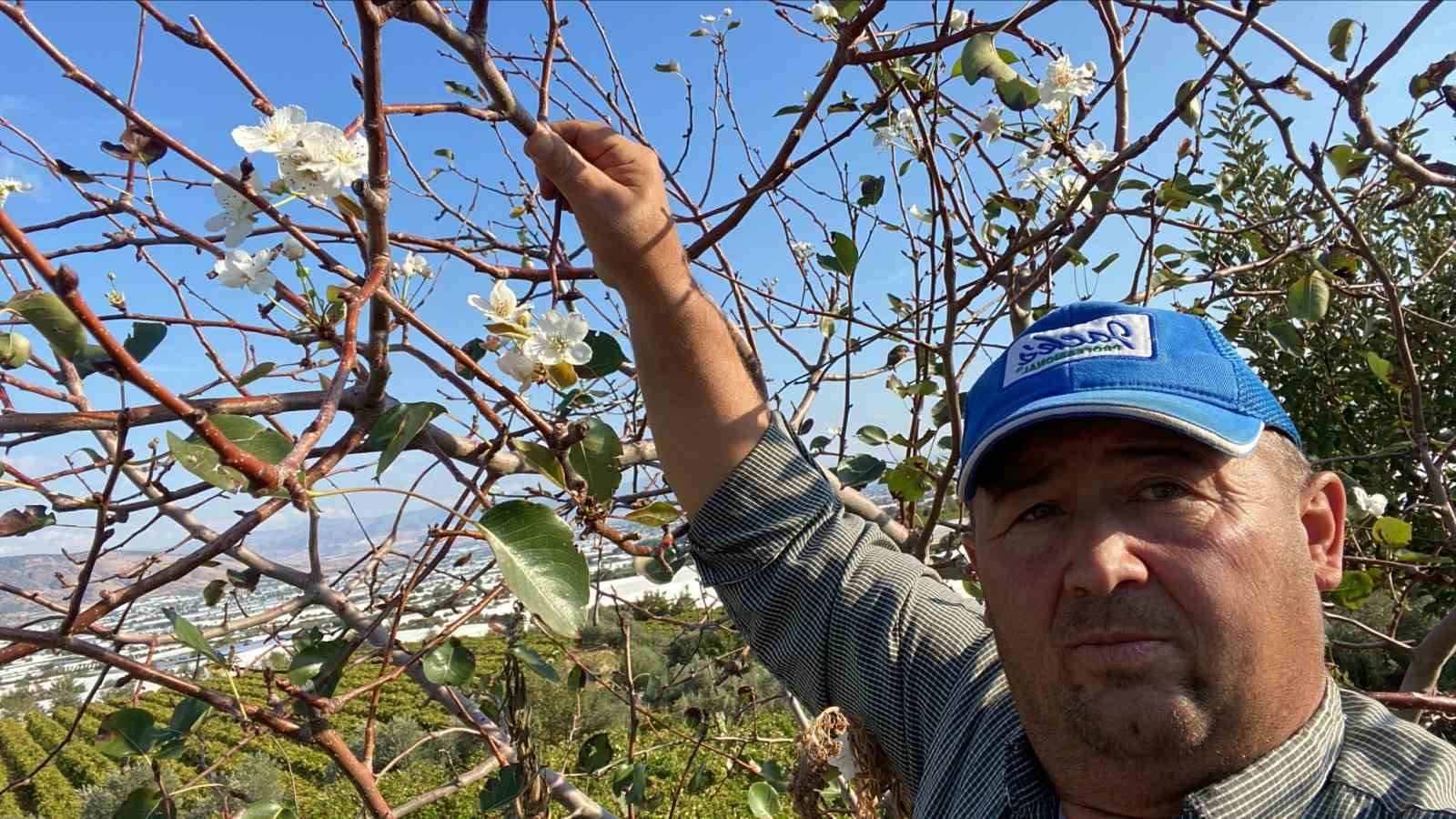 Sarıgöl’de armut ağacı ikinci kez çiçek açtı
