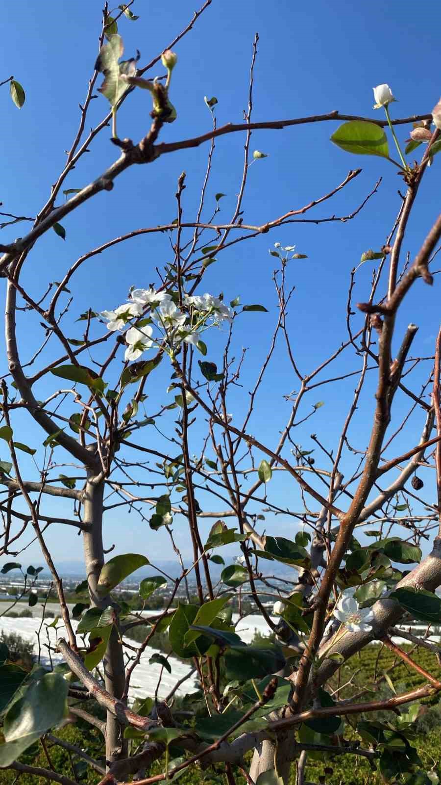 Sarıg&ouml;l&rsquo;de armut ağacı ikinci kez &ccedil;i&ccedil;ek a&ccedil;tı
