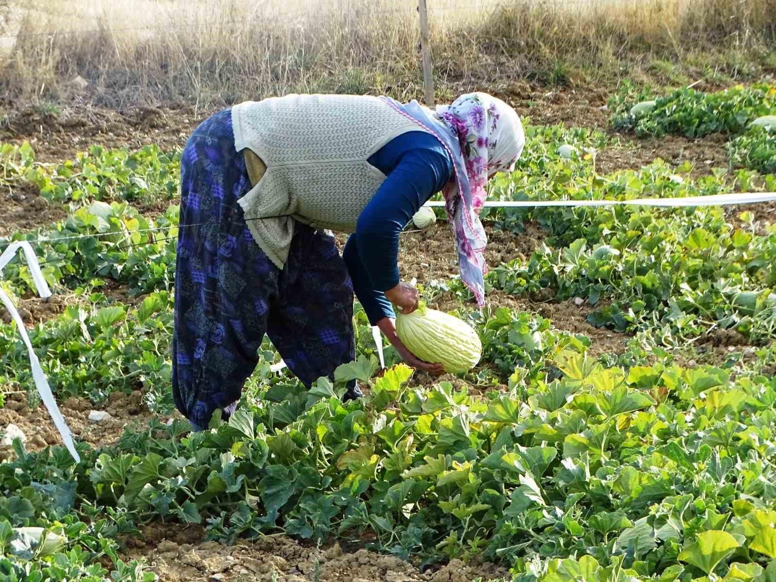 K&uuml;tahya&rsquo;da &rsquo;G&ouml;ncek Kavunu&rsquo;nun hasadı başladı
