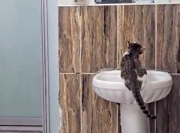 Acil serviste lavaboya çıkan kedi musluğu açıp su içti
