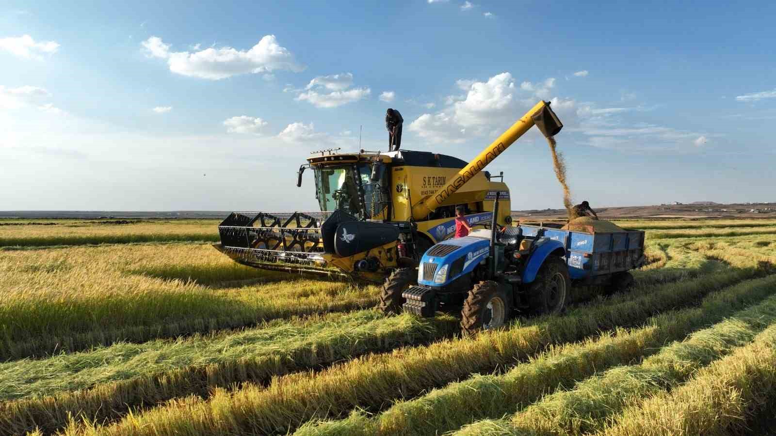 Şanlıurfa&rsquo;da yetişen Karacadağ pirincinde hasat başladı

