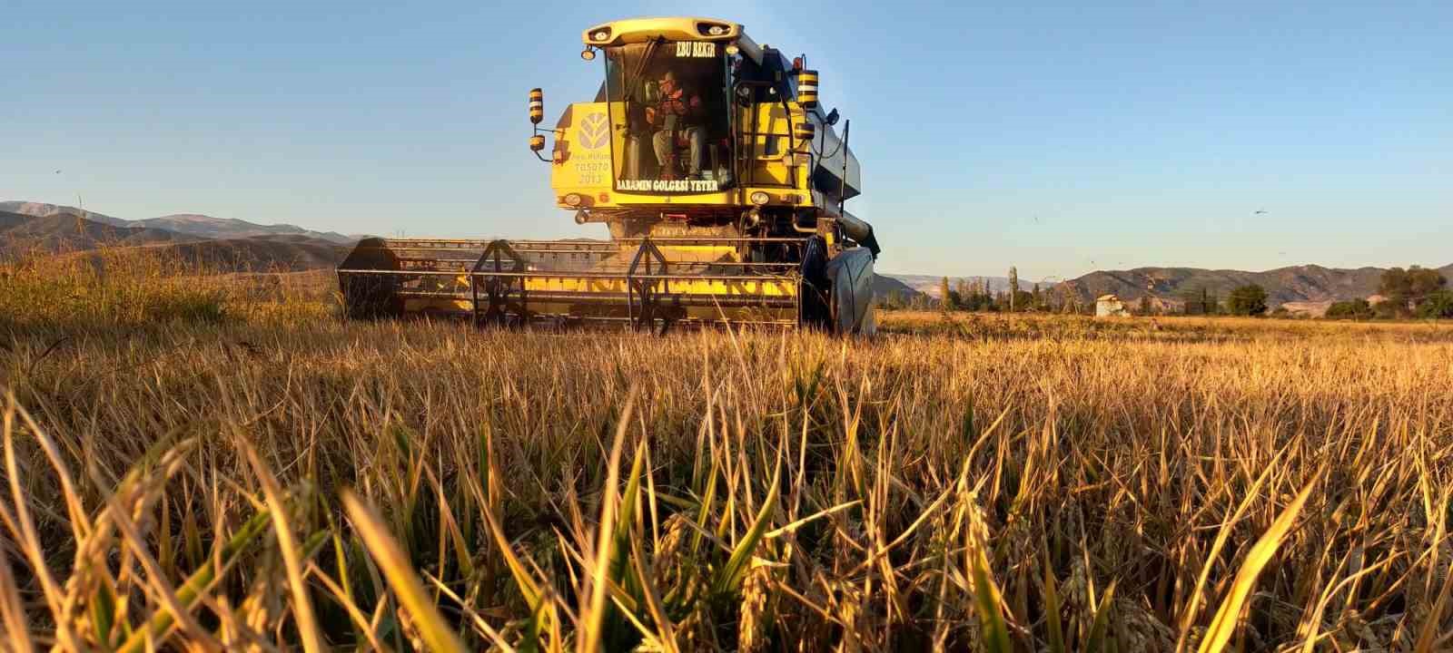 Osmancık’ın ’beyaz altını’nda hasat başladı: 20 bin dekar alanda üretim yapılıyor