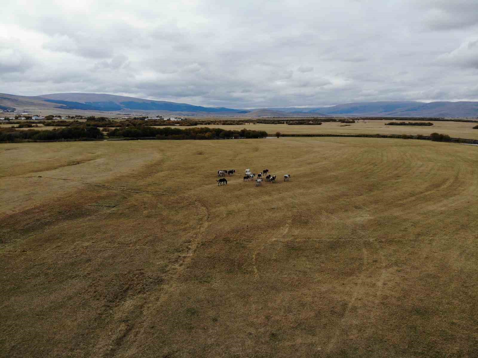 Ardahan’ın vahşi güzelliği: Yılkı atları dron ile görüntülendi