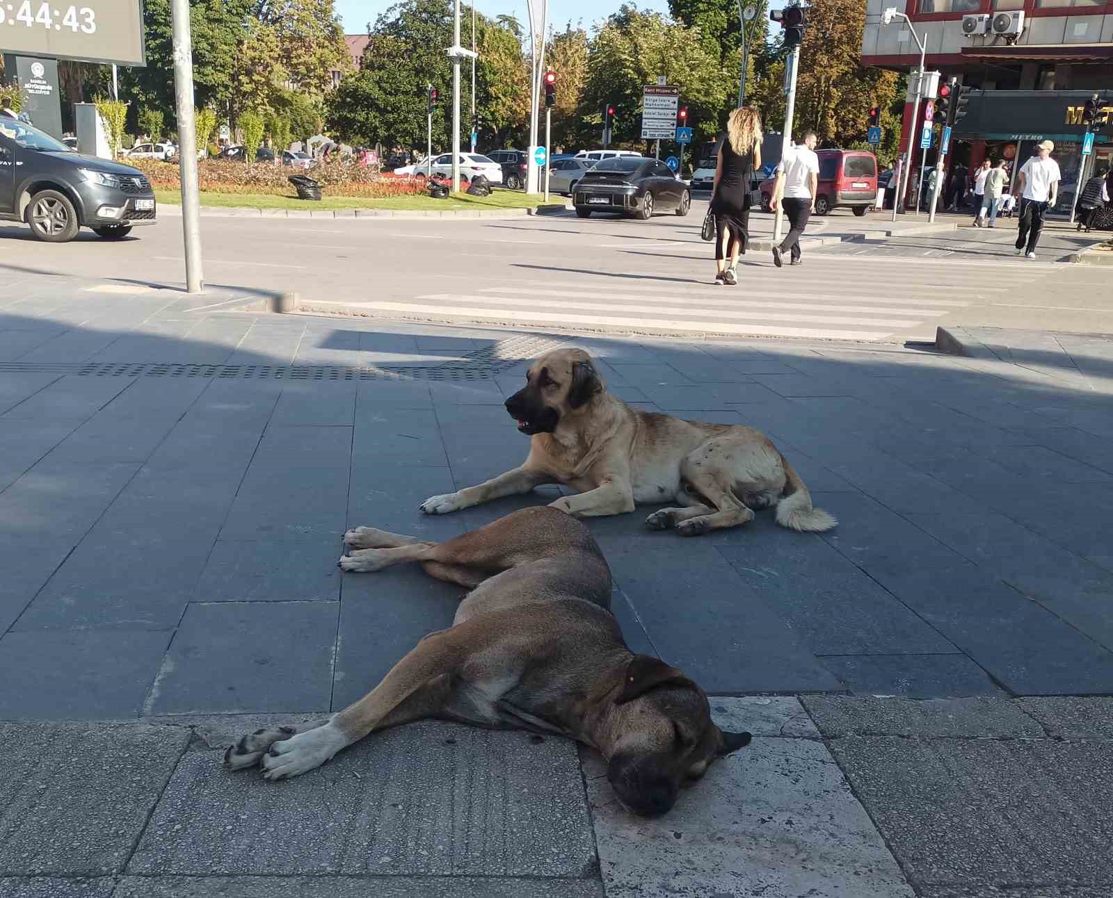 İlkadım&rsquo;da hayvan yaşam alanı faaliyete başladı
