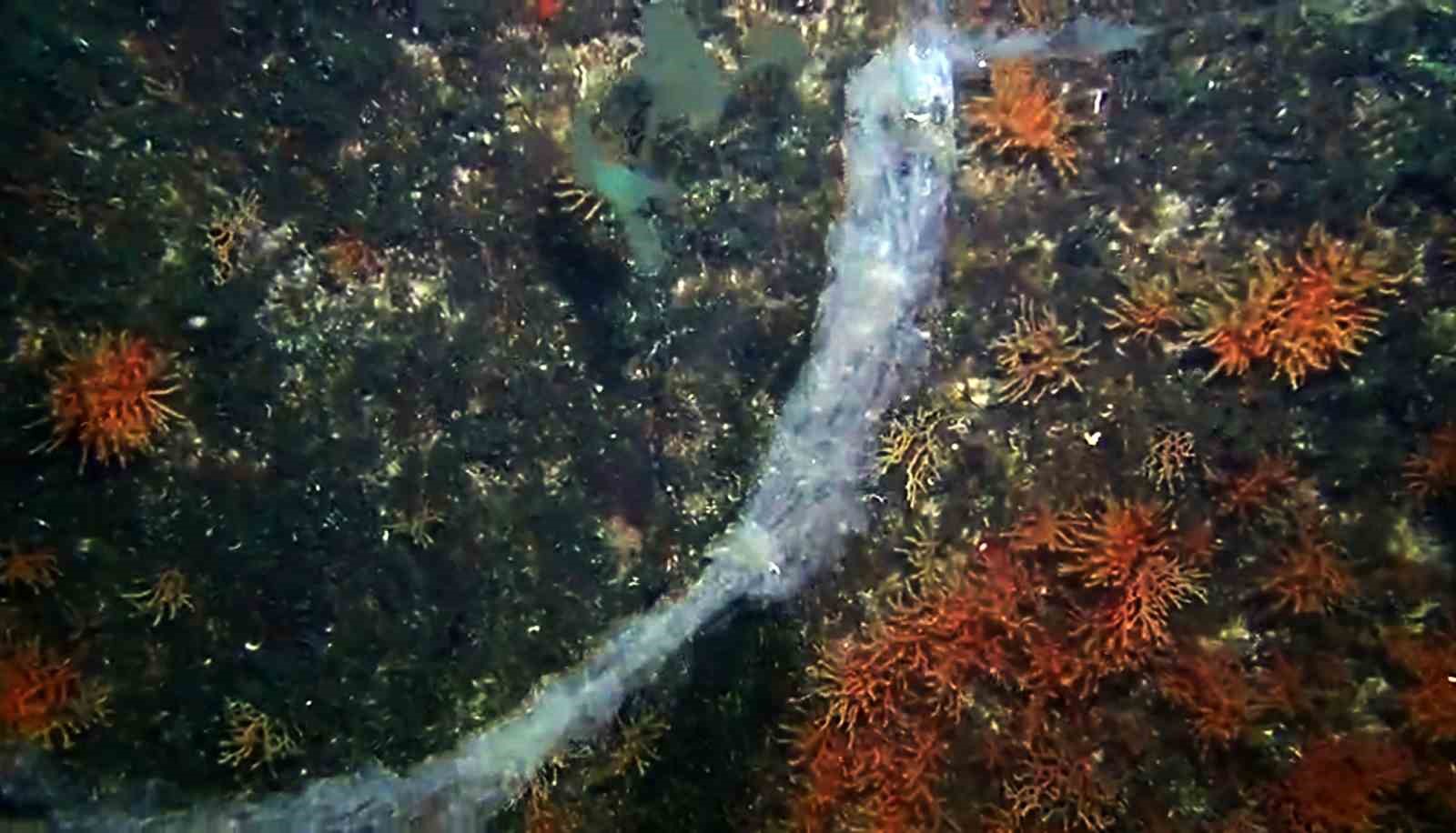 Marmara’da mercanlara müsilaj tehdidi
