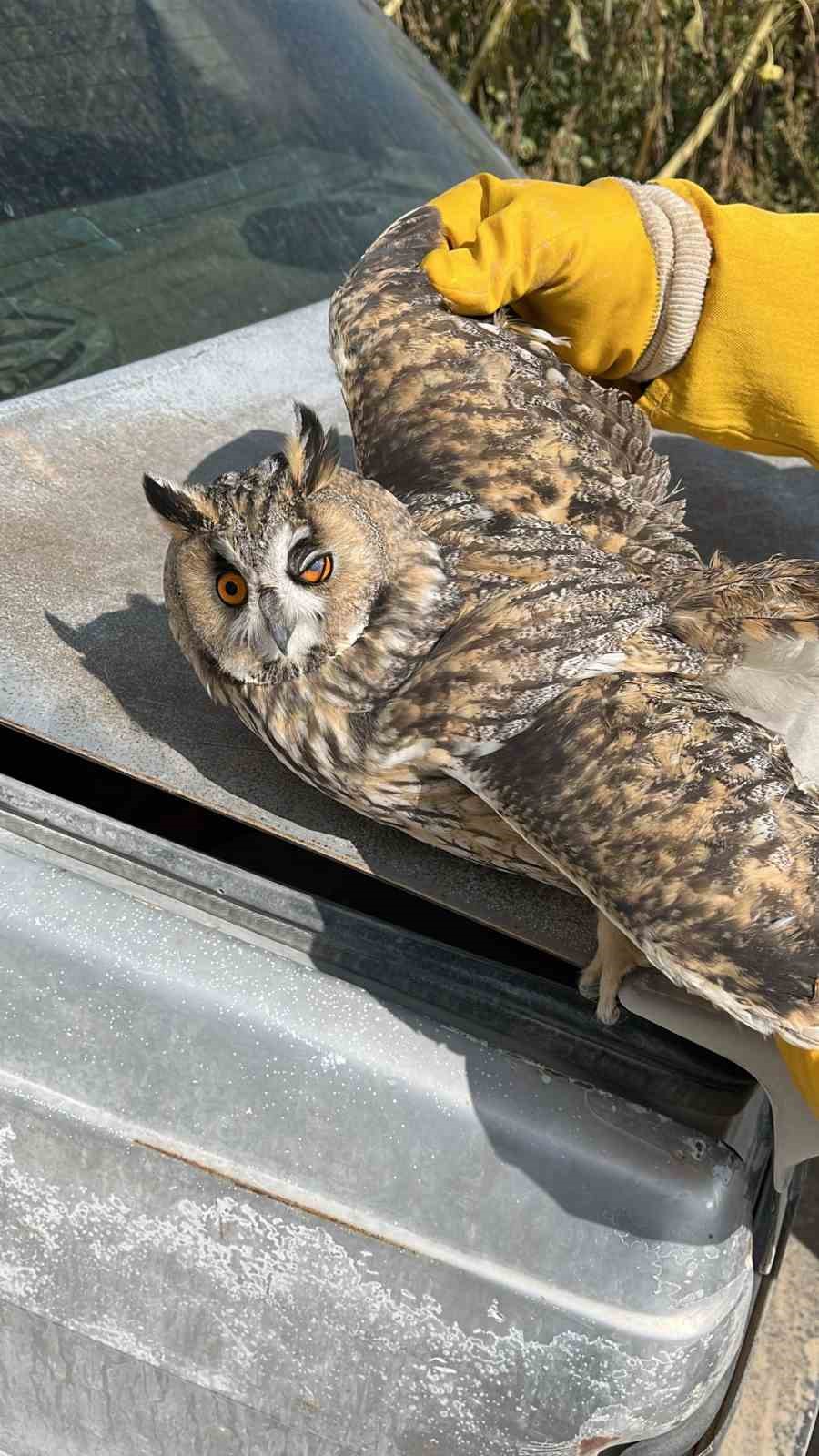 Karapınar&rsquo;da tarlada bulunan yaralı kulaklı baykuş kurtarıldı
