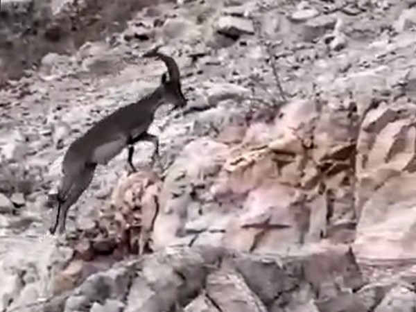 Siirt’te nesli tükenme tehlikesi altındaki yabani dağ keçisi görüldü