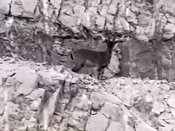 Siirt&rsquo;te nesli t&uuml;kenme tehlikesi altındaki yabani dağ ke&ccedil;isi g&ouml;r&uuml;ld&uuml;
