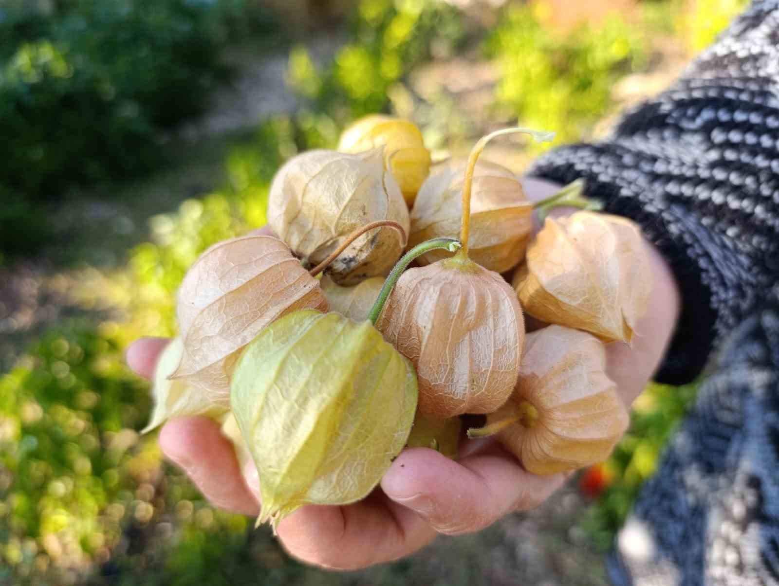 Altın Çilek bereketi pazar tezgahına yansıdı