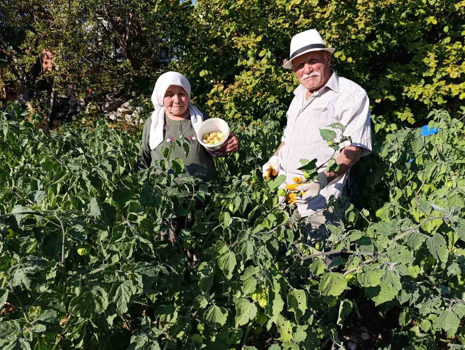 Altın &Ccedil;ilek bereketi pazar tezgahına yansıdı
