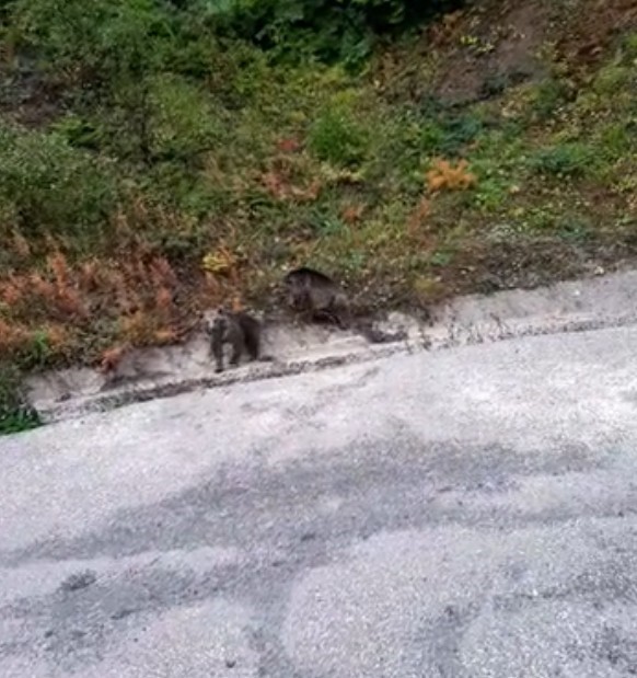 Annelerini kaybeden yavru ayılar, ilçenin maskotu oldu