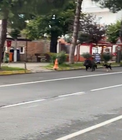 Ordu&rsquo;da domuz sahil yoluna indi
