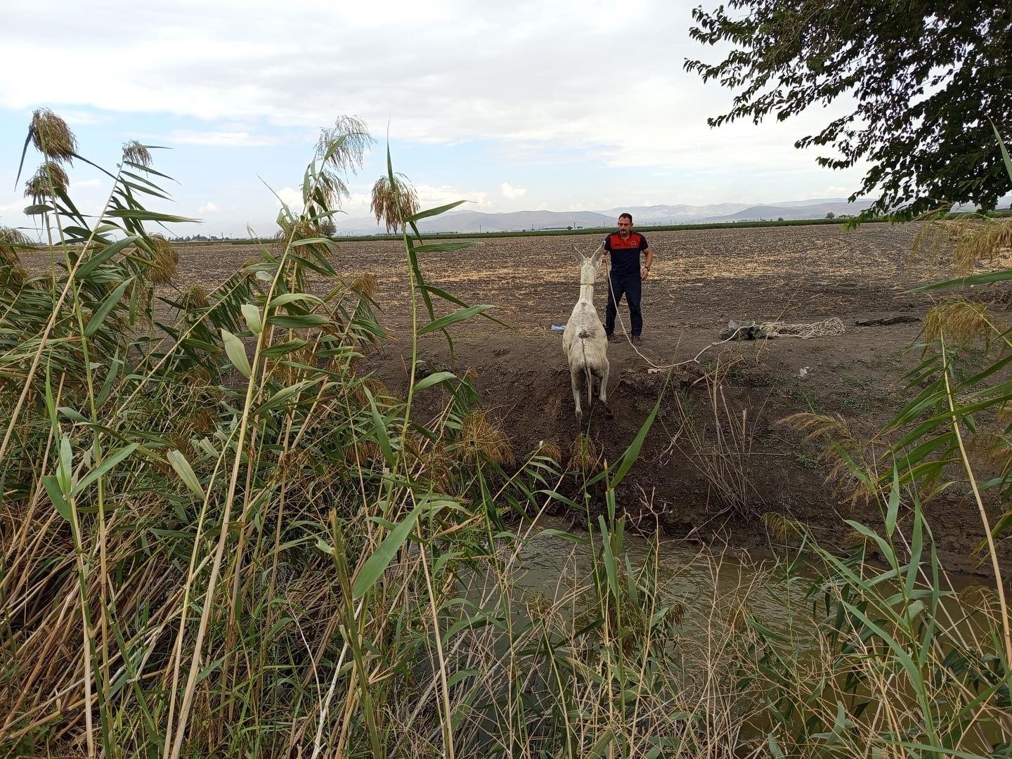 Kırıkhan’da sulama kanalına düşen eşeği itfaiye kurtardı