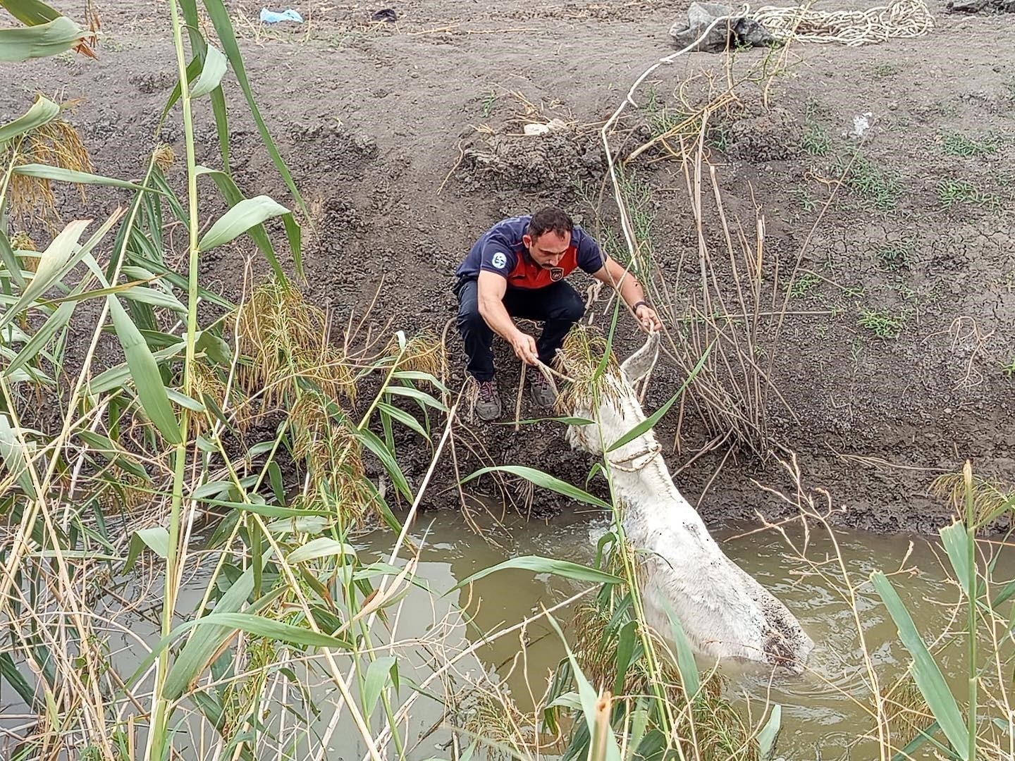 Kırıkhan&rsquo;da sulama kanalına d&uuml;şen eşeği itfaiye kurtardı
