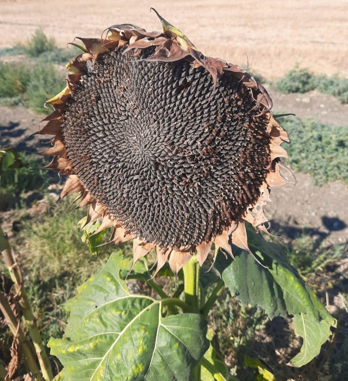 Bandırma Merinos&rsquo;ta ay&ccedil;i&ccedil;eği hasadı tamamlandı
