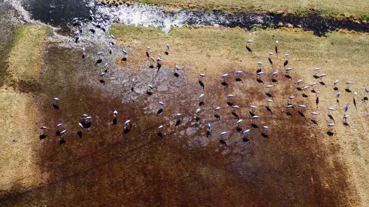 Göç eden turnalar Erzurum’da objektiflere yansıdı