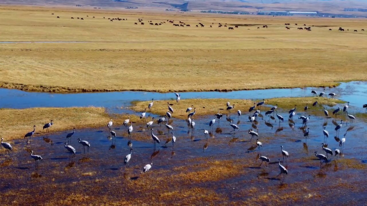 G&ouml;&ccedil; eden turnalar Erzurum&rsquo;da objektiflere yansıdı
