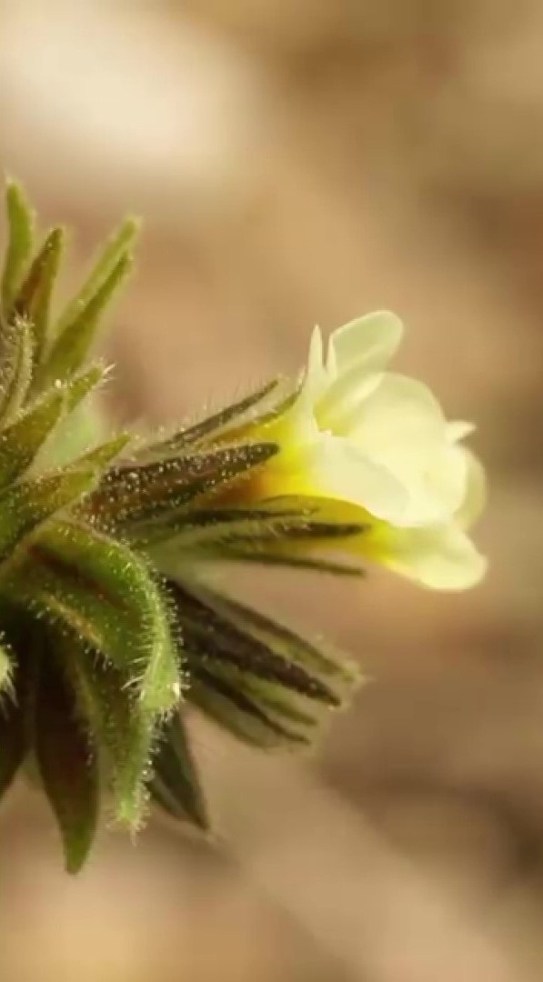 Yok olma tehlikesi bulunan ’bağ havacivası’ bitkisi baraj suları altında kalmaktan kurtarıldı
