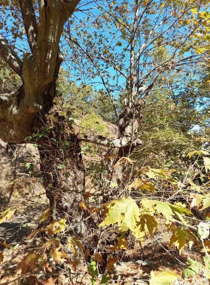 Yaşlı &ccedil;ınar k&uuml;&ccedil;&uuml;k &ccedil;ınara kucak a&ccedil;tı
