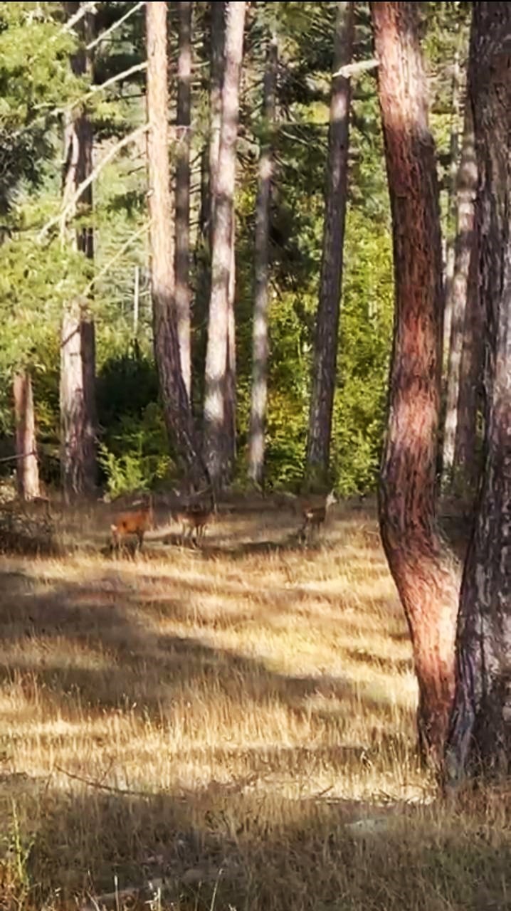 Safranbolu’da anne karaca ve yavruları görüntülendi