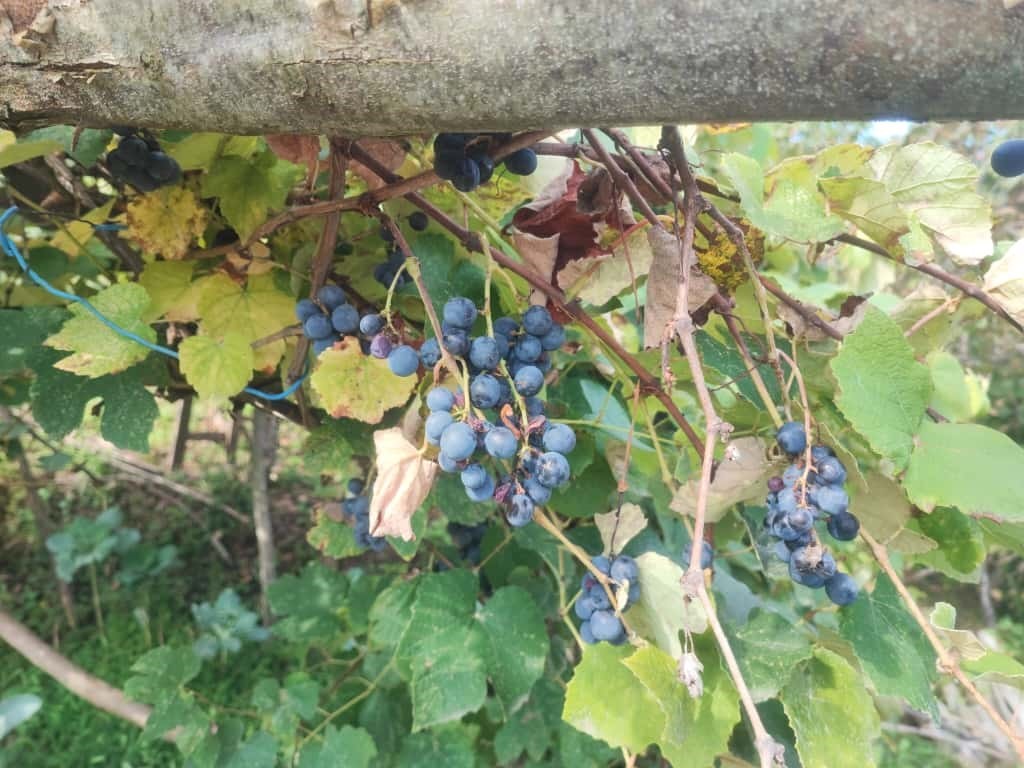 Giresun’da geleneksel kokulu üzüm pekmezi kazanları kaynadı