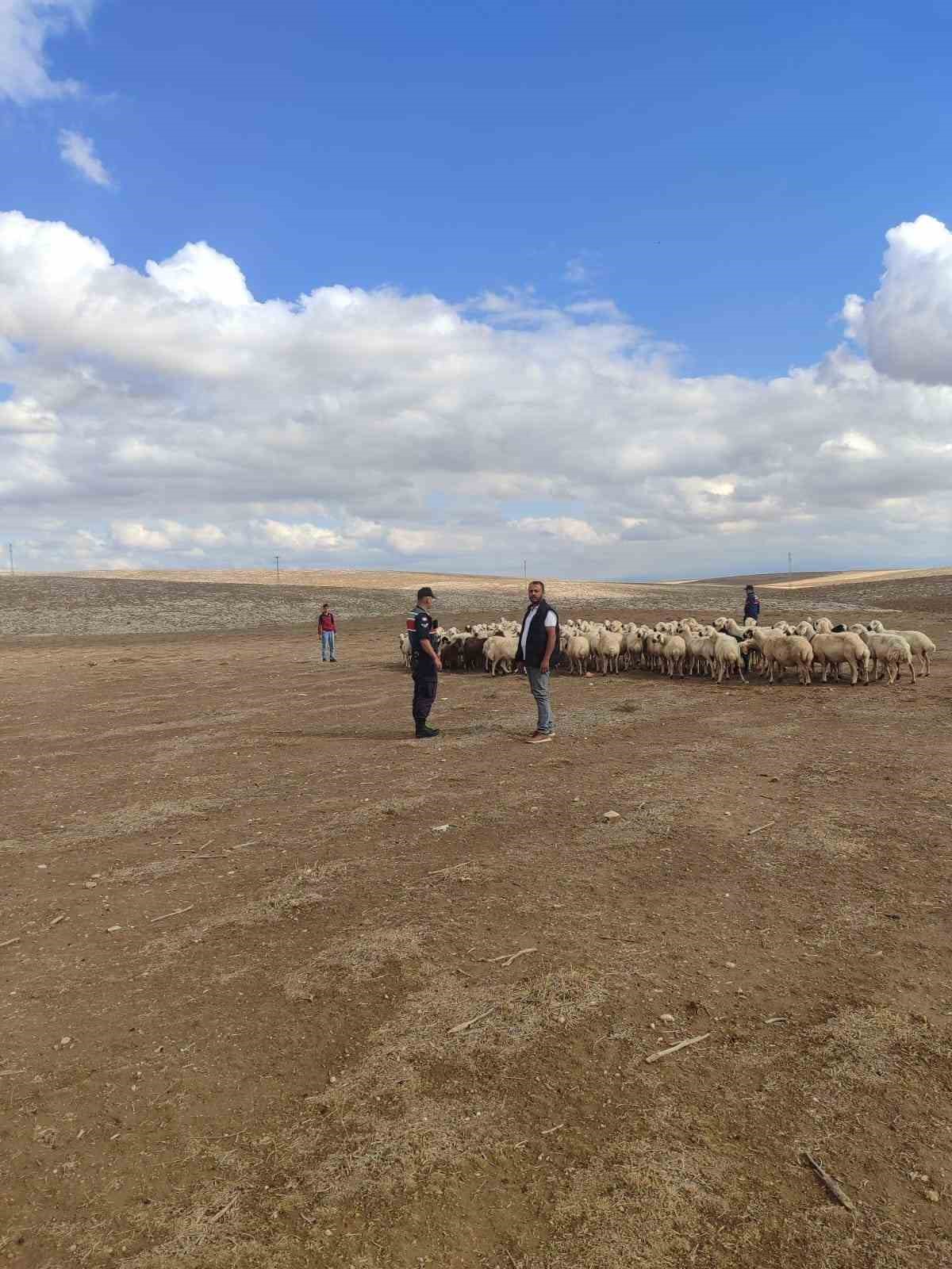 Kayıp k&uuml;&ccedil;&uuml;kbaş hayvanları jandarma buldu
