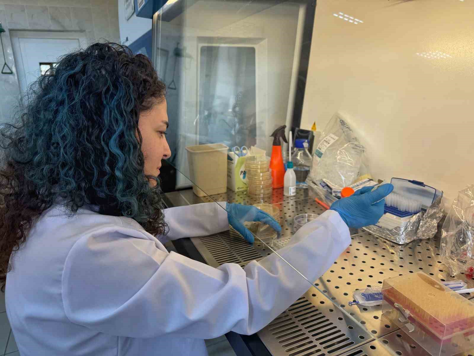 Diyabet yaralarına çözüm olacak bor destekli proje