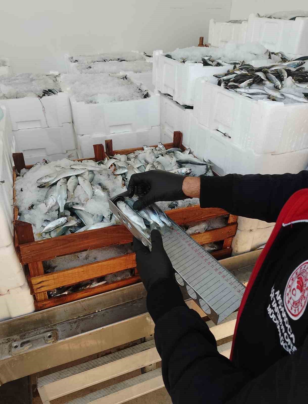 Yasal boy sınırlarının altında avlanılan lüfer ve istavritlere el konuldu