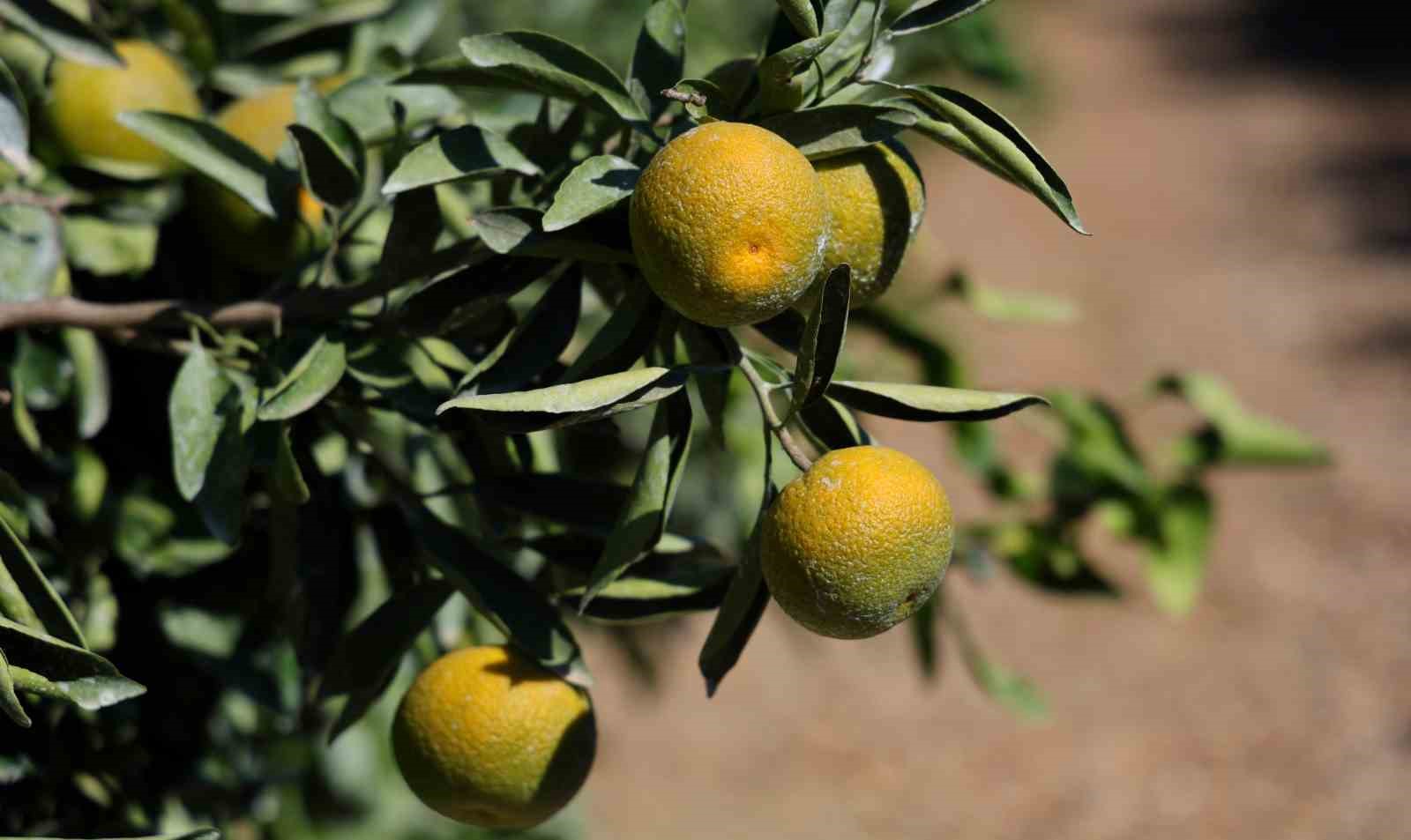 Mandalinada hasat zamanı, verim y&uuml;ksek: Kilosu 8-15 TL arasında
