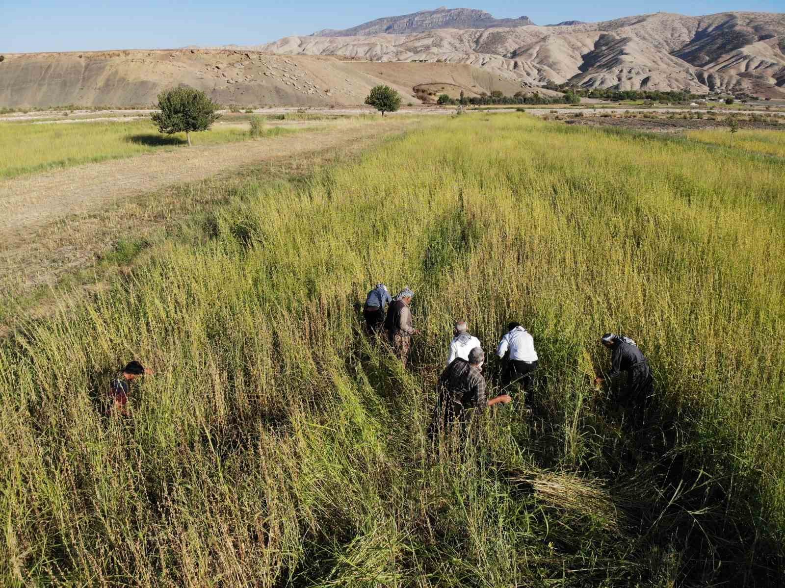 Şırnak’ta 5 bin dekar alandan 300 ton susam rekoltesi bekleniyor