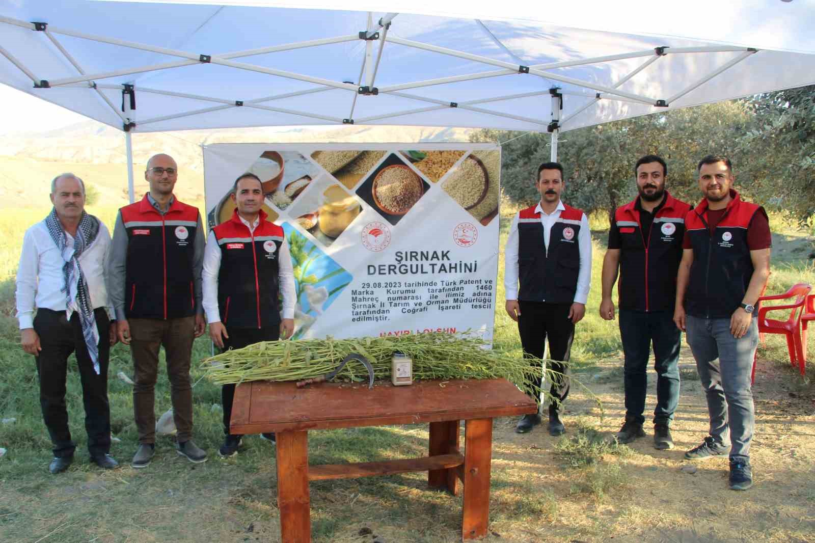 Şırnak’ta 5 bin dekar alandan 300 ton susam rekoltesi bekleniyor