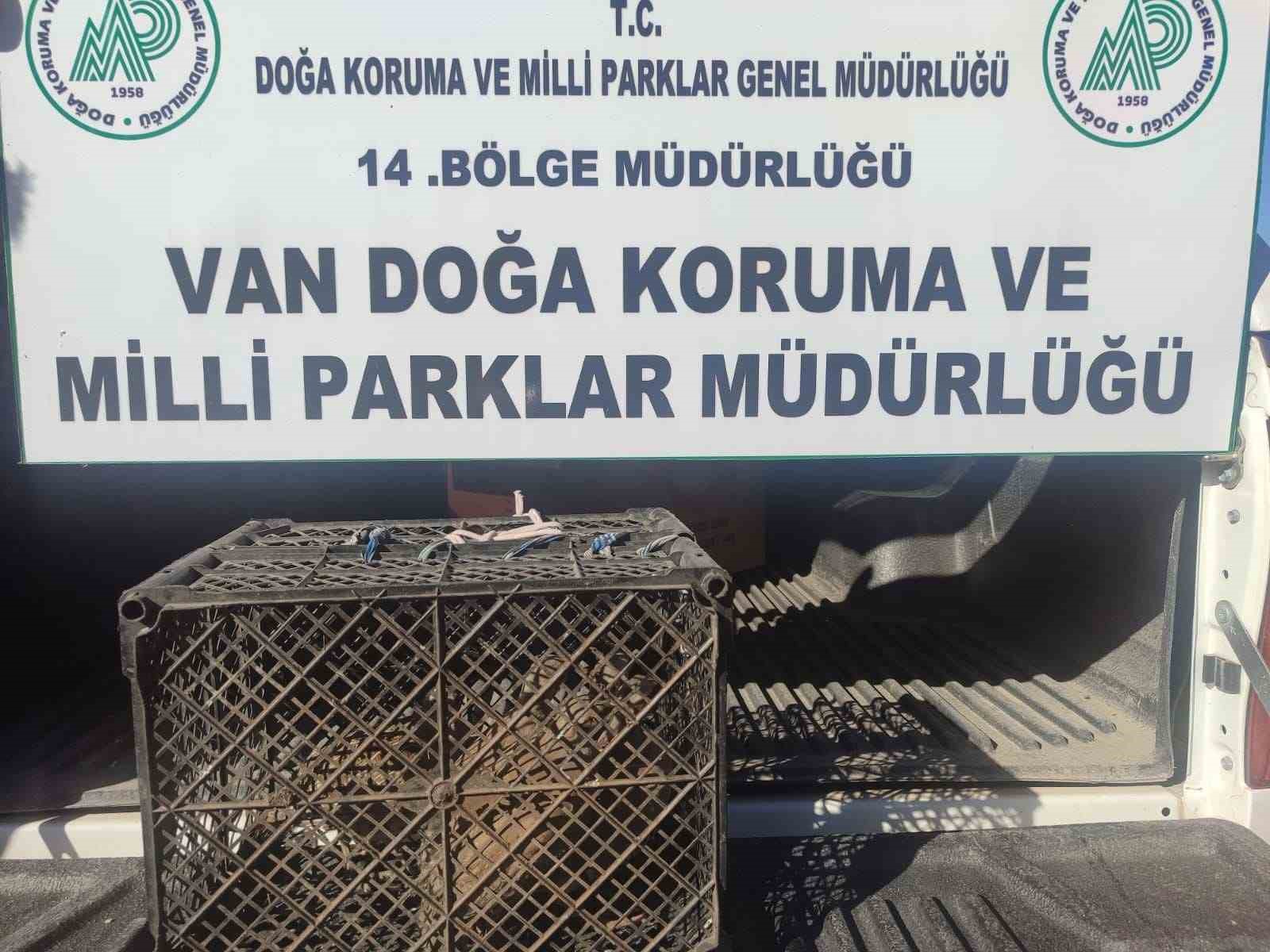 Van’da kafes avcılığı yapan şahsa 53 bin lira cezai işlem uygulanacak