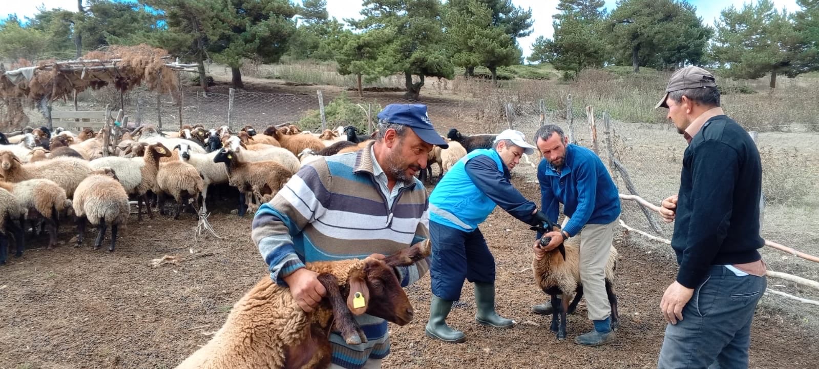 Tokat’ta çobanlara hayvan sağlığı eğitimi
