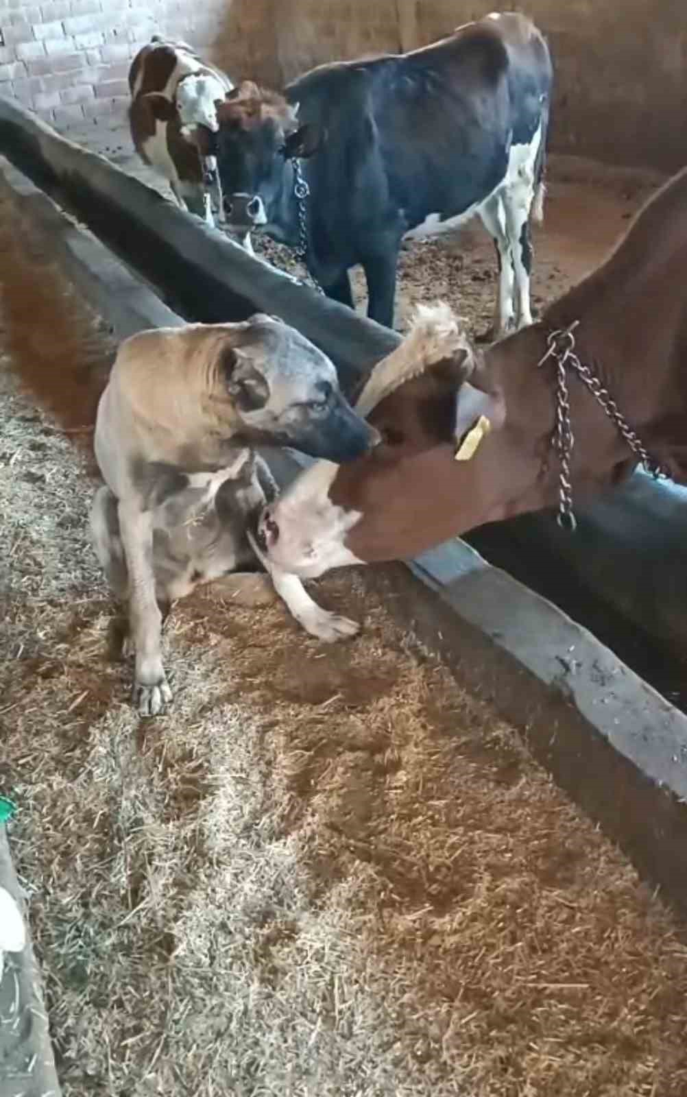 Yalnız kalan yavru kangala inek sahip &ccedil;ıktı
