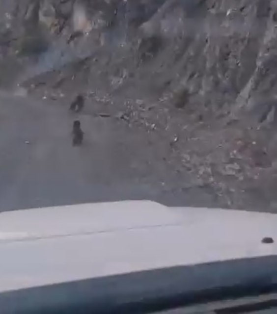 Bolu&rsquo;da anne ayı ve yavrusu korkuyla dağa tırmandı, o anlar kamerada
