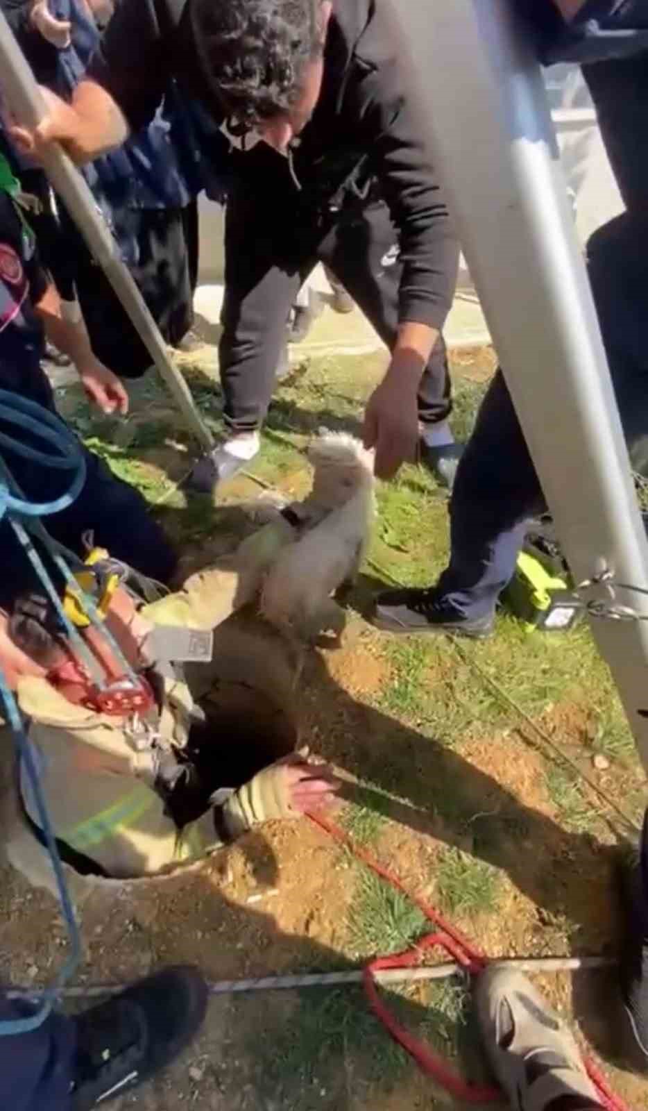 Tuzla’da 10 metrelik kuyuya düşen köpek operasyonla kurtarıldı
