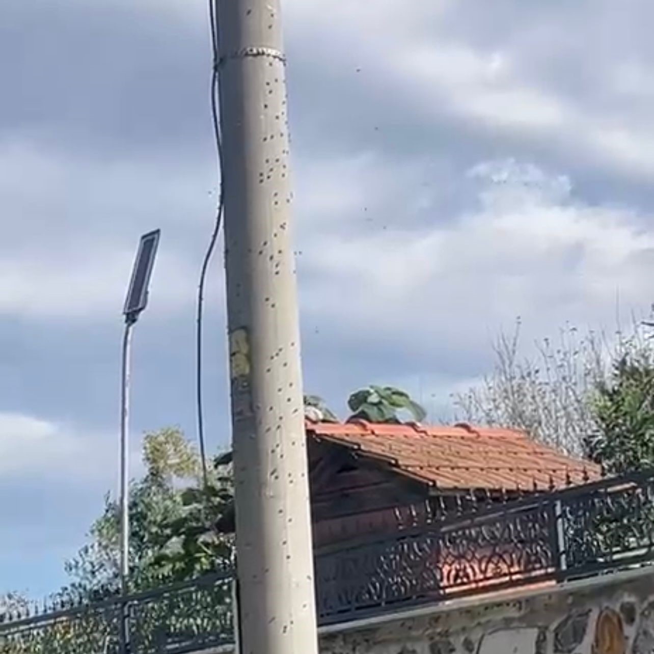 Kahverengi kokarca böceği istilası
