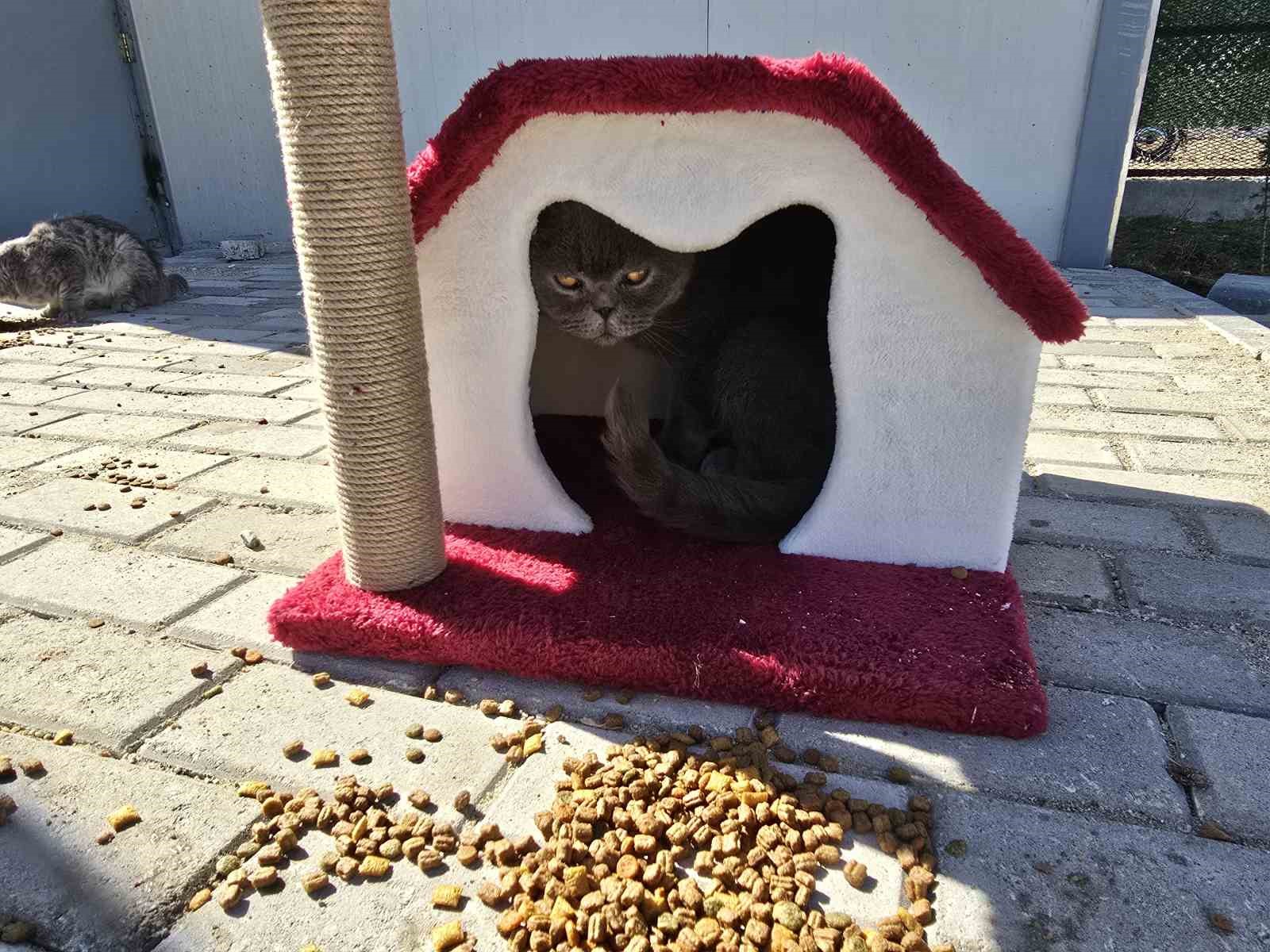 Hayvanları Koruma Günü’nde Evcil Köy’de patili dostlarla buluştular