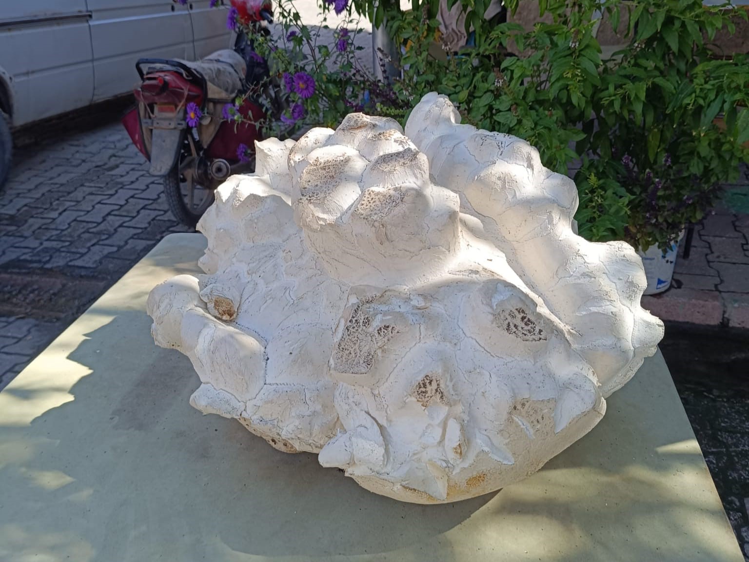 Konya’da 19 kiloluk dev mantar bulundu