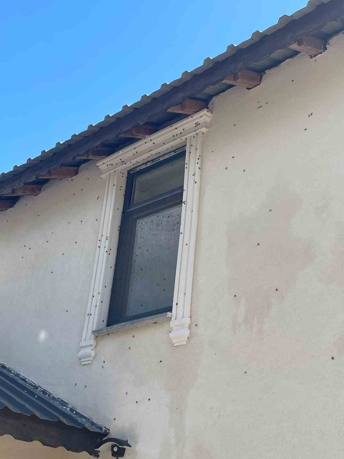 Kahverengi kokarca böceği istilası