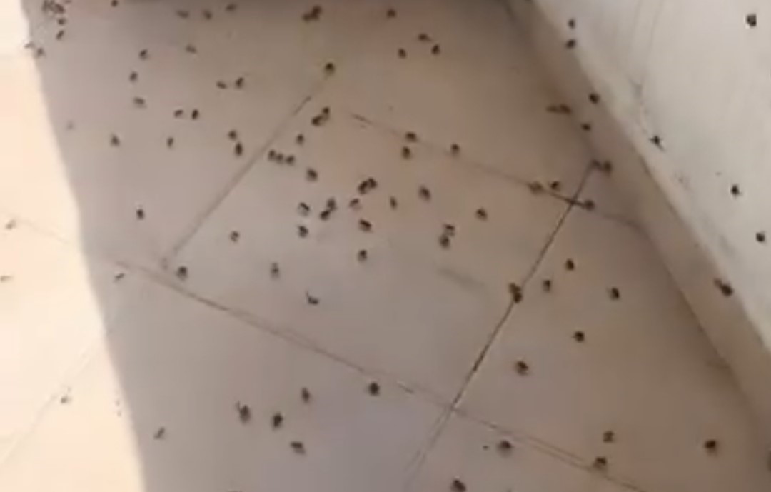 Bartın’da kahverengi kokarca istilası kabusa dönüştü