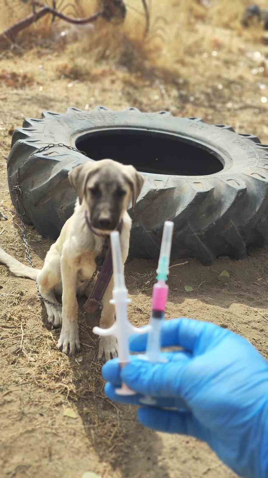 Patnos&rsquo;ta k&ouml;peklere mikro&ccedil;ip ve kuduz aşısı uygulaması
