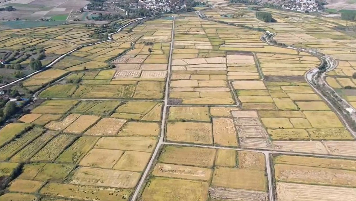 Saraydüzü’nde çeltik hasadı başladı