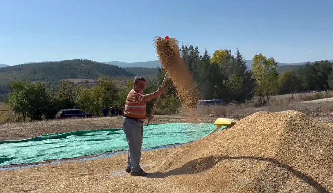 Saraydüzü’nde çeltik hasadı başladı