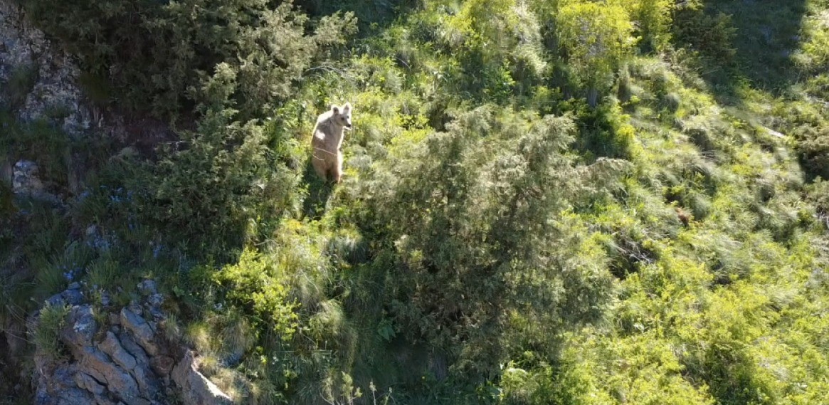 Boz ayı dron kamerasına yakalandı

