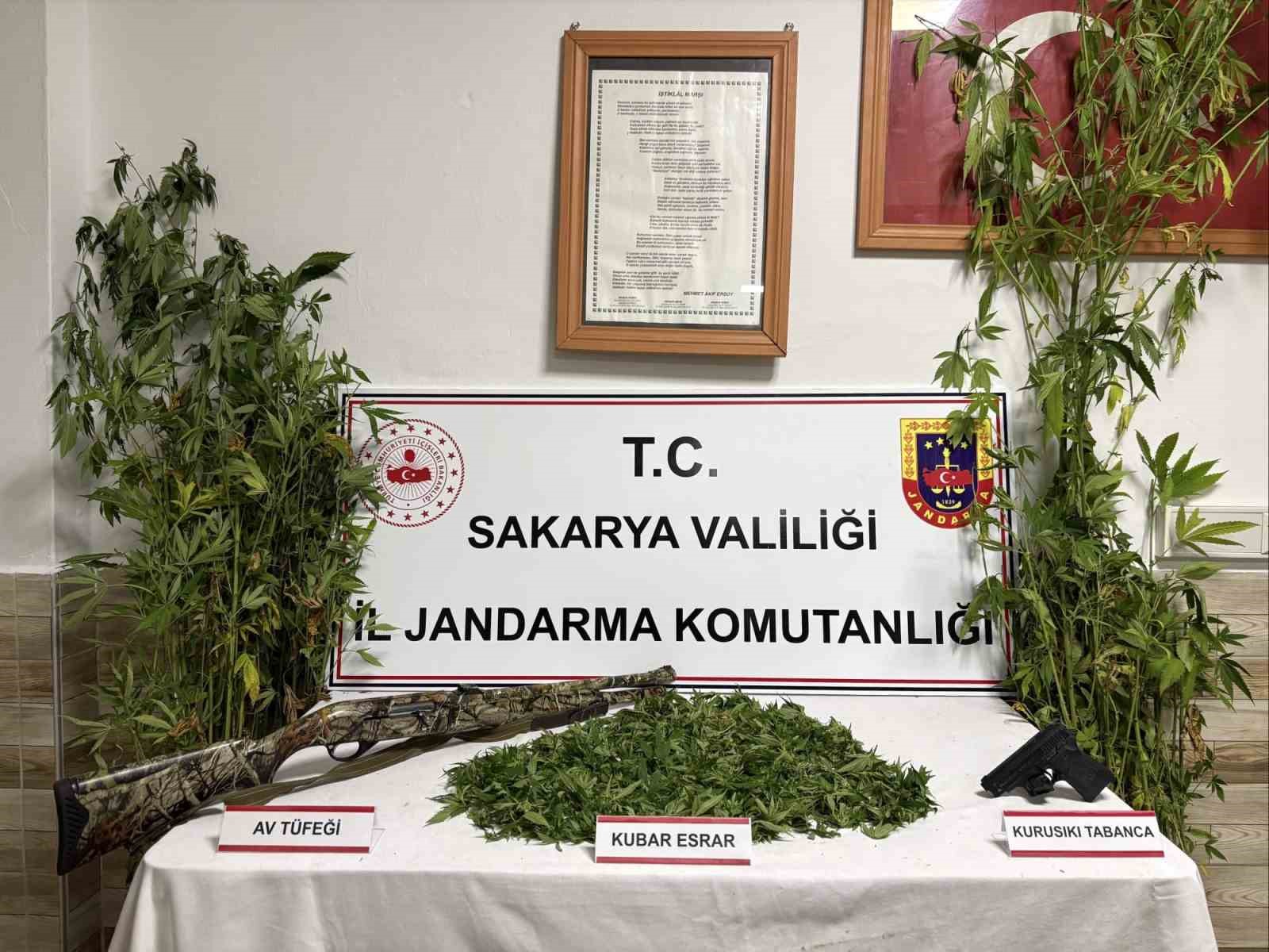 Ormanlık araziden kenevir hasat ederken suçüstü yakalanan şahıs tutuklandı