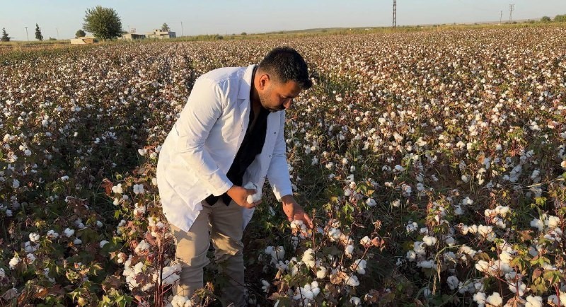 Şanlıurfa’da beyaz altın hasadı başladı