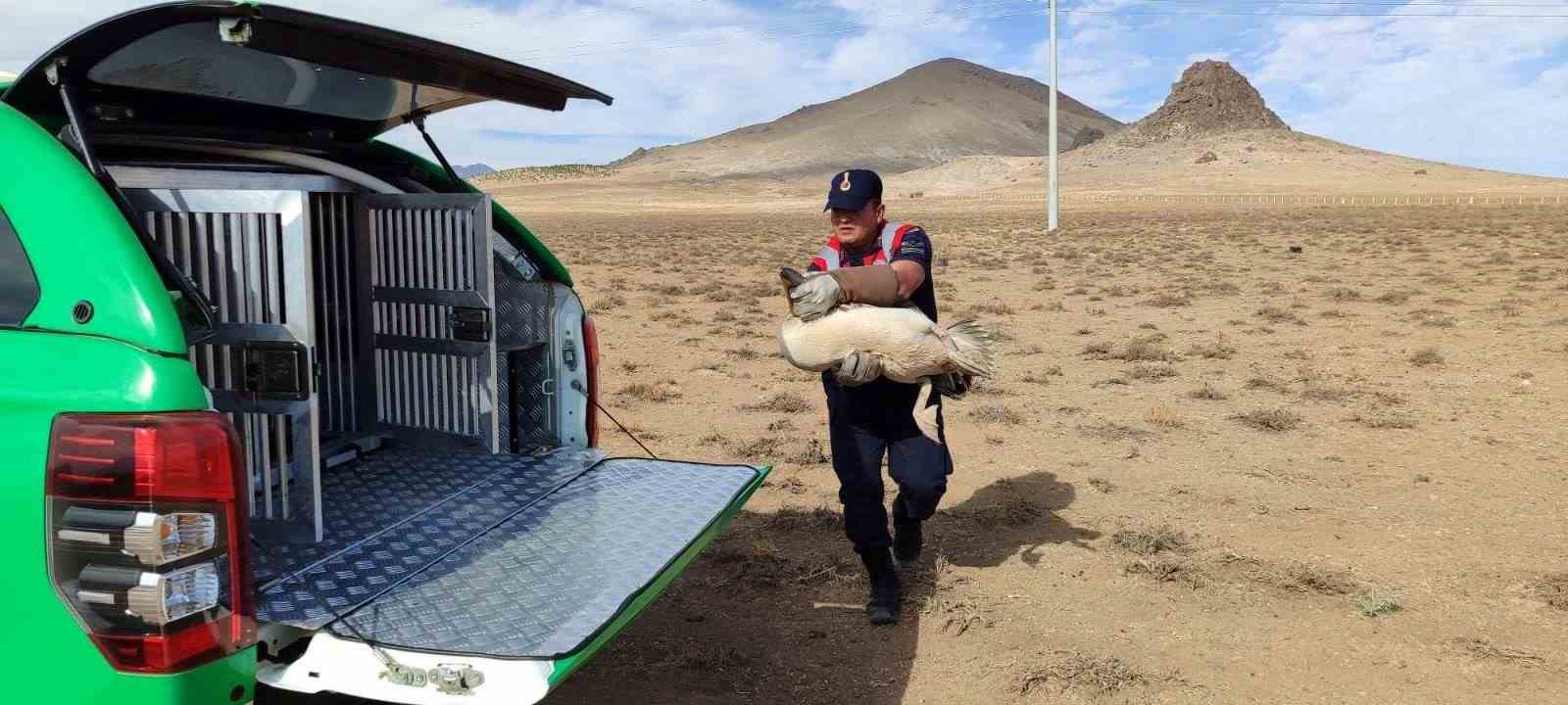 Karaman’da yaralı pelikanlar koruma altına alındı
