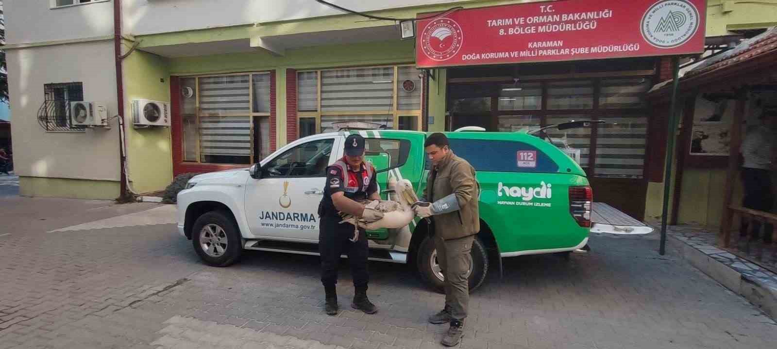Karaman&rsquo;da yaralı pelikanlar koruma altına alındı
